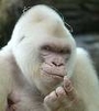 Albinismo nos animais (foto de orangotango albino)