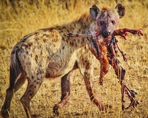 Foto de uma hiena comendo carne