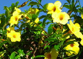 Alamanda: exemplo de planta tóxica