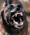 Cachorro com raiva: uma das zoonoses mais comuns