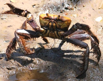 Foto de um Caranguejo-uçá