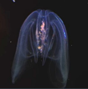 Ctenófero bioluminescente