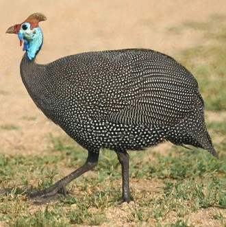 Foto de uma Galinha-d’angola