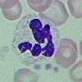 Fagocitose ocorrendo em uma célula