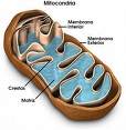 Mitocôndria: responsável pela respiração celular