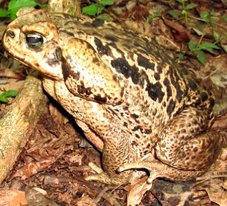 Foto de um sapo da esp&eacute;cie Rhinella schneideri