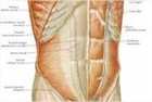 Abdômen humano: músculos no destaque