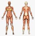 Indicação bibliográfia para o estudo de Anatomia Humana