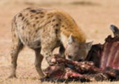 Hiena: exemplo de animal carniceiro