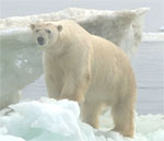 Urso Polar: ameaçado de extinção em função da caça e aquecimento global
