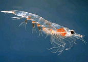 Krill: exemplo de animal filtrador