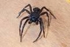 Aranha: um aracnídeo muito temido pelas pessoas
