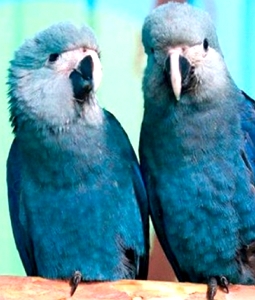 Foto de duas ararinhas-azul