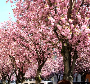 Foto de árvores cerejeiras com flores cor de rosa