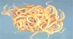 Ascaris Lumbricoides: verme causador da doença