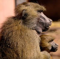 Foto de Babuíno, exemplo de primata