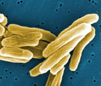 Bactérias causadoras da tuberculose