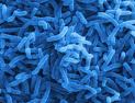 Bacteriologia: ciência que estuda as bactérias