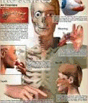 Biologia Humana: o ser humano como foco dos estudos