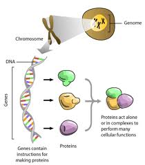 Biologia Molecular: importante ramo das ciências biológicas