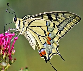 Foto de uma borboleta numa flor
