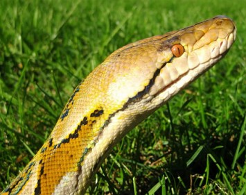 Cabe&ccedil;a da p&iacute;ton-reticulada