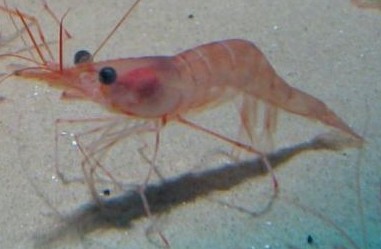 Foto de um camarão