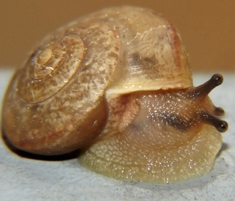 Foto de um caracol de jardim