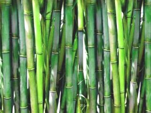 Foto mostrando o caule de bambus
