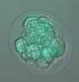Imagem de célula tronco embrionária