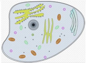 Desenho de uma célula animal com organelas no interior
