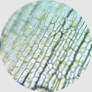 Imagem de uma célula vegetal vista no microscópio