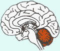 Localização do cerebelo no cérebro humano
