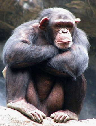 Chimpanzé Foto de um chimpanzé adulto