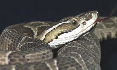 Urutu Cruzeiro: uma das cobras mais venenosas do Brasil