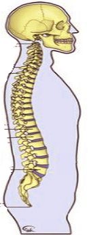Ilustração mostrando a visão lateral da coluna vertebral