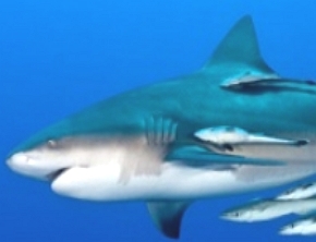 Foto de um tubarão com rêmoras ao lado