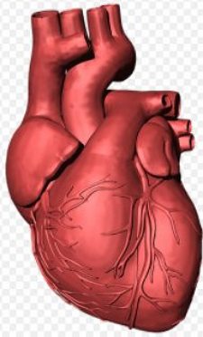 Ilustração de um coração humano