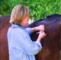 Zootecnista aplicando vacina em cavalo