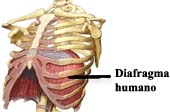Diafragma humano: importante músculo do tórax