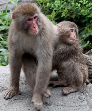 Foto mostrando um macaco-japonês adulto e um filhote