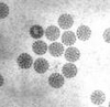 Papiloma Vírus (HPV)