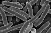 Escherichia Coli: uma bactéria que pode provocar doenças