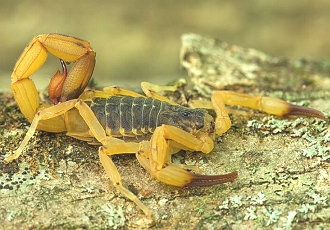 Foto de um escorpião-amarelo