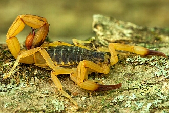 Foto de um escorpião-amarelo