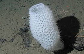 Foto de uma esponja do mar branca