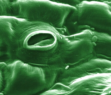 Imagem ampliada em microsc&oacute;pio de um est&ocirc;mato