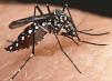 Aedes Aegypti: transmissor da febre amarela