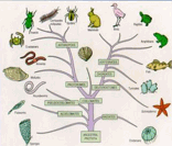 Reino Animalia: diversidade de filos