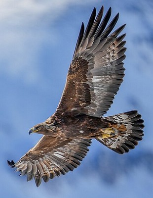 Foto de uma &aacute;guia-real em pleno voo